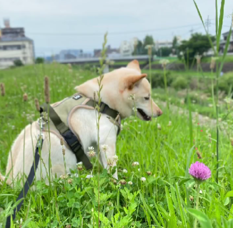 春の花と花梨.png