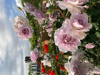 離宮公園ﾊﾞﾗ.jpg