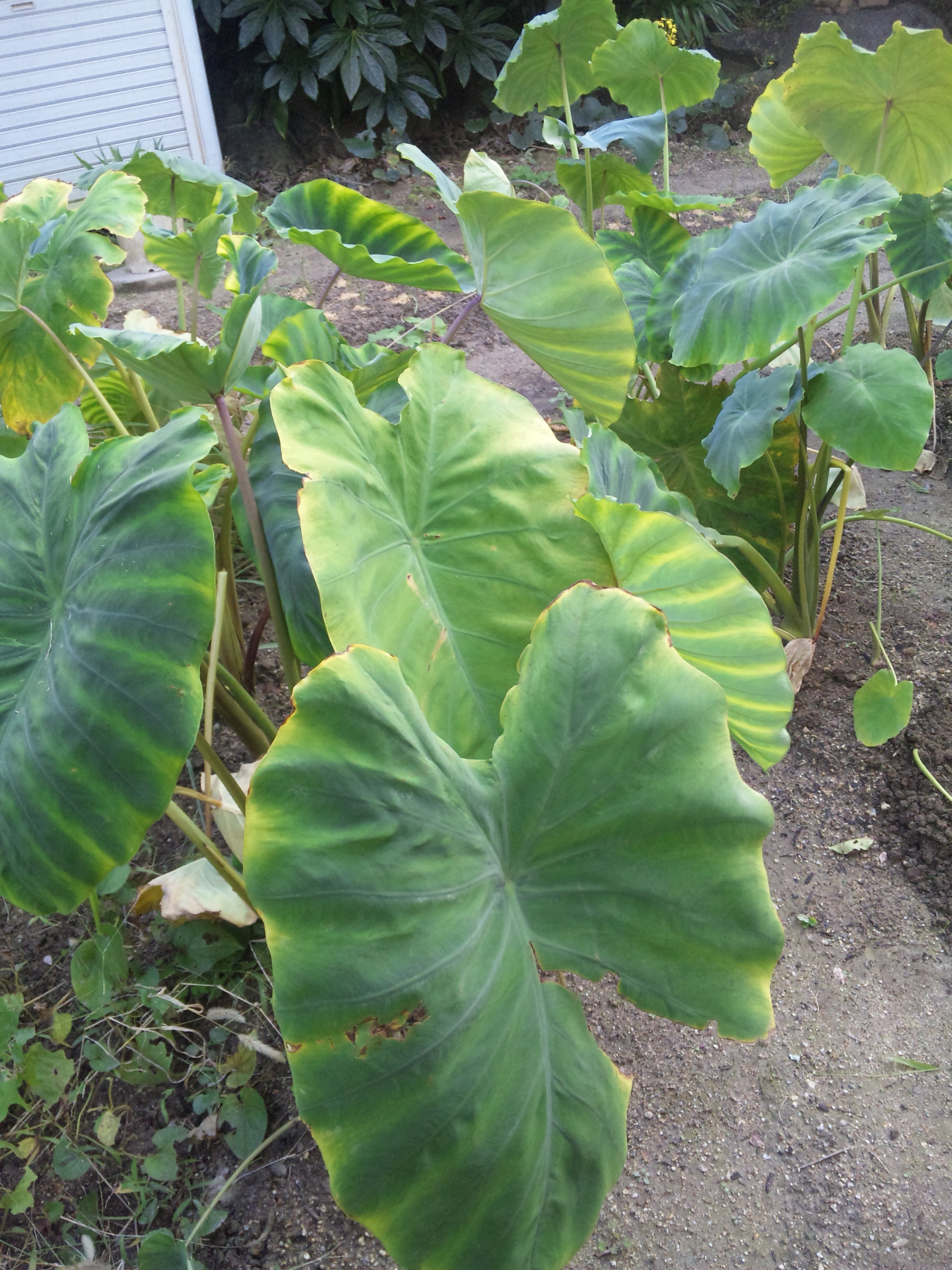 収穫、なんでしょう？（家庭菜園Ⅳ）