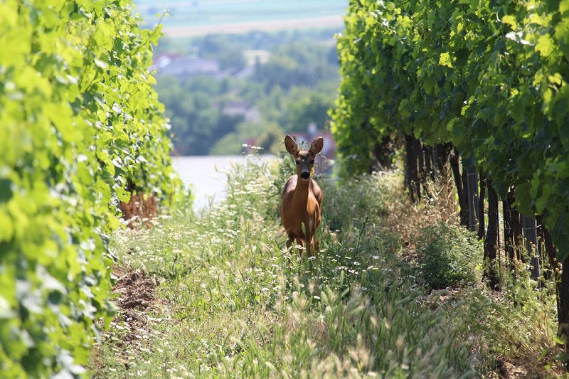 HEINRICH Biodynamie_000.jpg