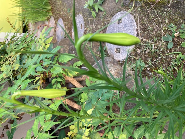 立てば芍薬、座れば・・・・・・・・。