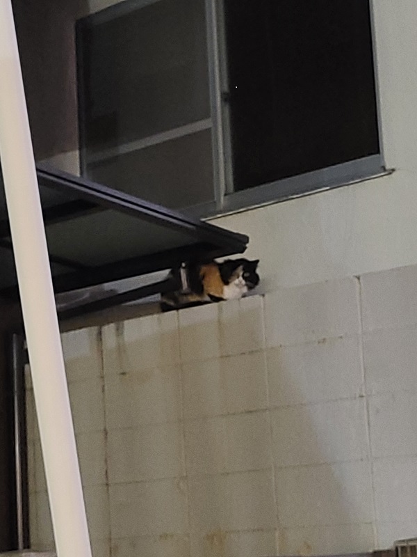 mikeちゃん.jpg