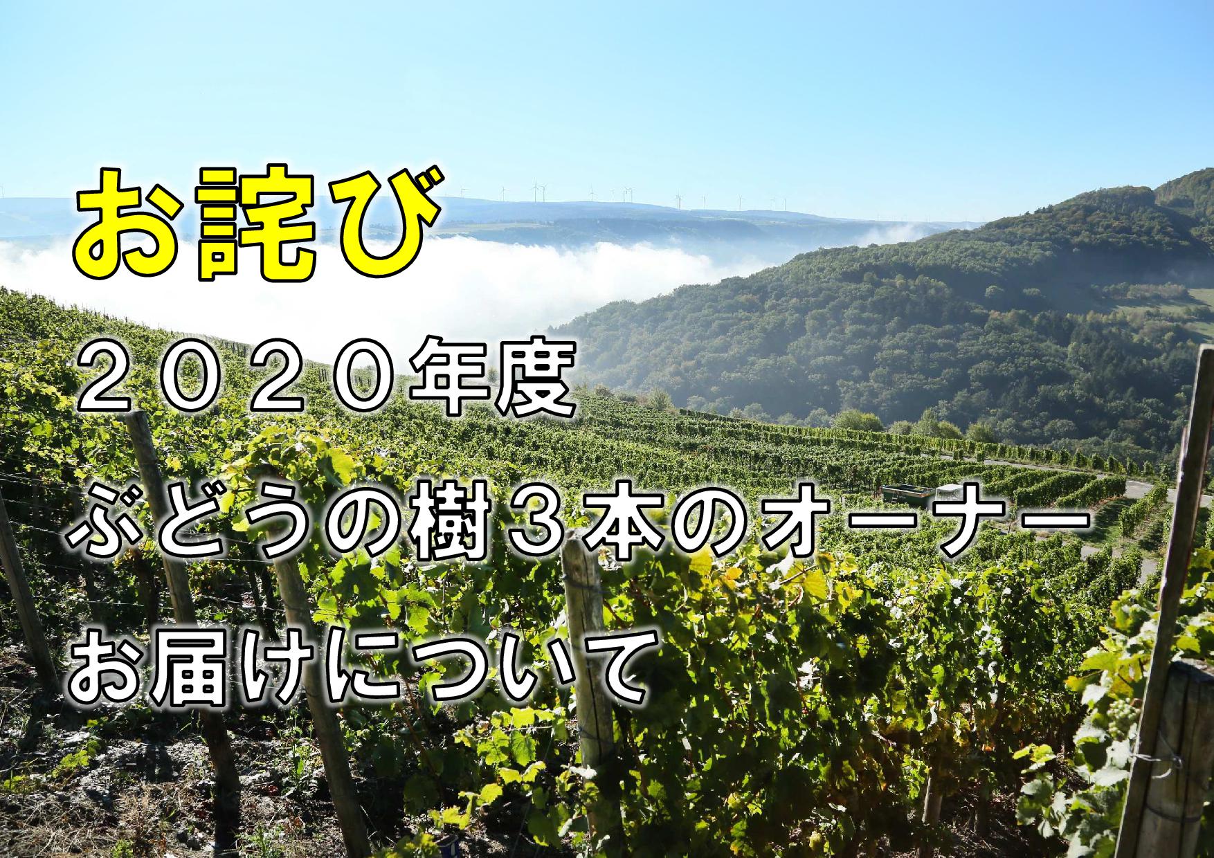 お詫び　２０２０年度ぶどうの樹３本のオーナー ワインのお届けについて