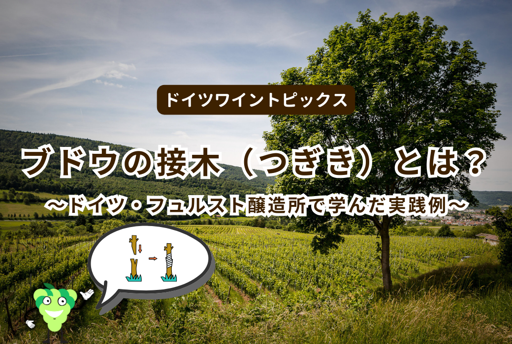 ブドウの接木（つぎき）とは？ ～ドイツ・フュルスト醸造所で学んだ実践例～