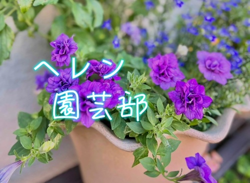 ヘレン園芸部