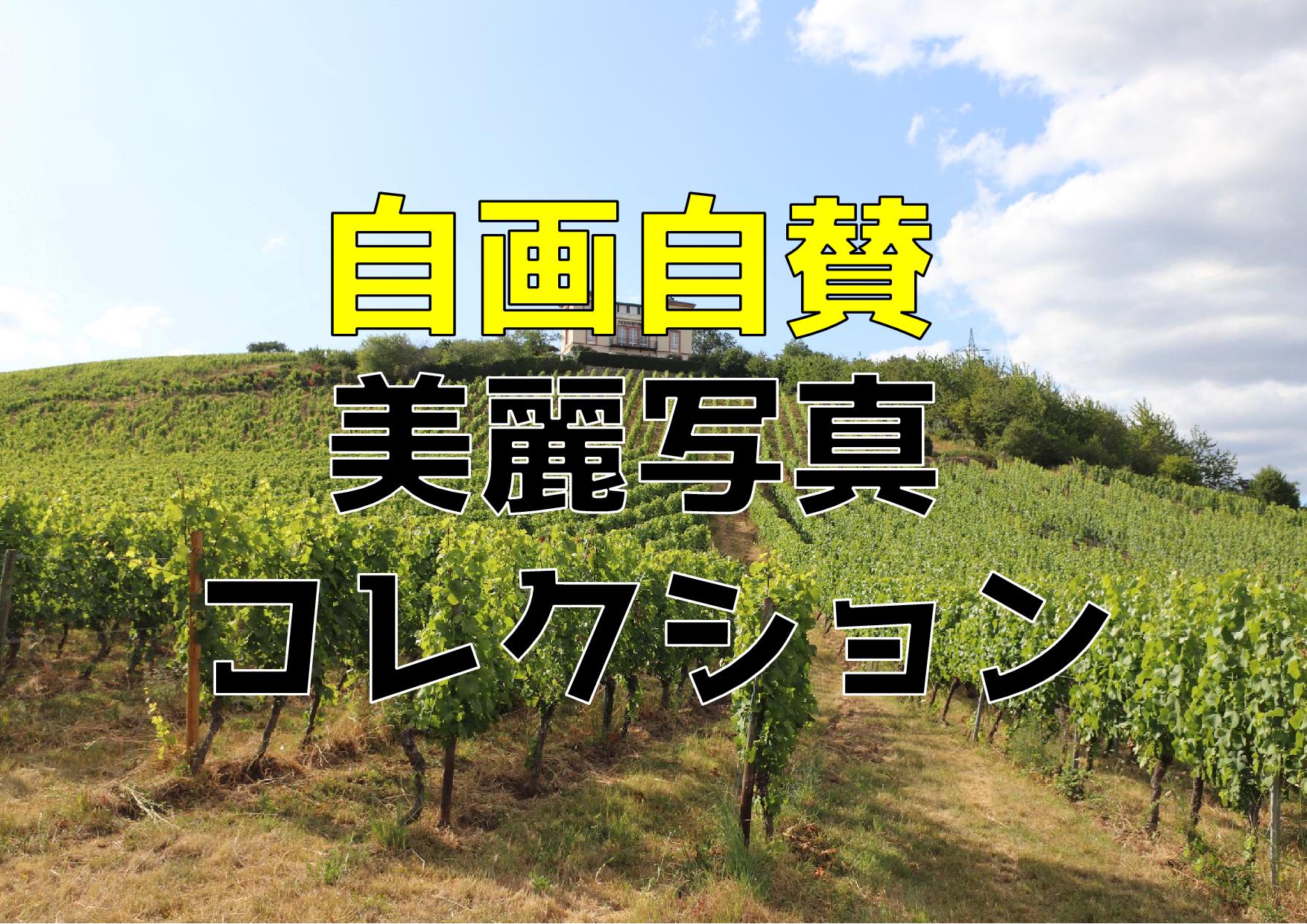 ヘレンベルガー・ホーフ株式会社‐ドイツワインの輸入卸